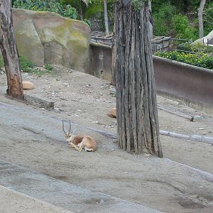 San Diego Zoo 2003 - Dorcas Gazelle exhibit