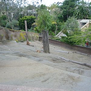 San Diego Zoo 2003 - Dorcas Gazelle exhibit
