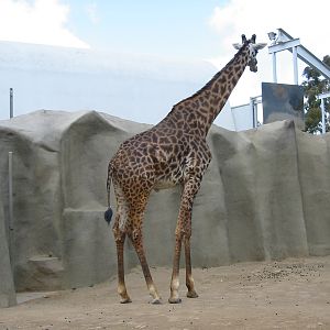 San Diego Zoo 2003 - Giraffe