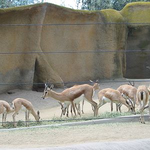 San Diego Zoo 2003 - Slender-horned Gazelle