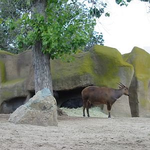 San Diego Zoo 2003 - Lowland Anoa