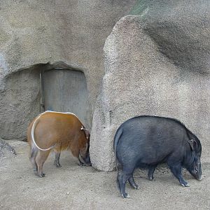 San Diego Zoo 2003 - Western Giant Forest Hog or not