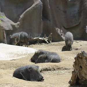 San Diego Zoo 2003 - Chacoan Peccary