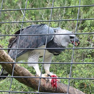 San Diego Zoo 2003 - Harpy Eagle