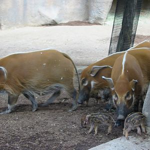 San Diego Zoo 2003 - Red River Hogs with piglets