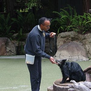 San Diego Zoo 2003 - Binturong in the amphitheatre