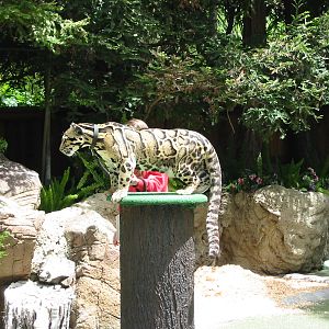 San Diego Zoo 2003 - Clouded Leopard in the amphitheatre