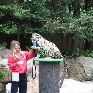 San Diego Zoo 2003 - Clouded Leopard in the amphitheatre