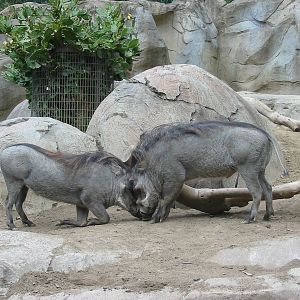 San Diego Zoo 2003 - Warthogs