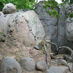 San Diego Zoo 2003 - Rock Hyrax exhibit