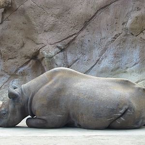San Diego Zoo 2003 - Black Rhinoceros in Elephant Mesa