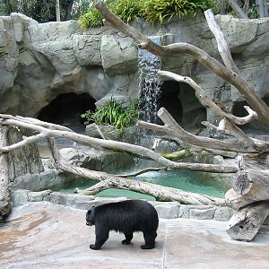 San Diego Zoo 2003 - Spectacled Bear exhibit in Bear Canyon