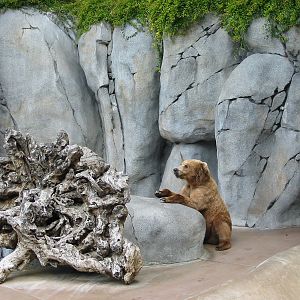 San Diego Zoo 2003 - Alaskan Brown Bear in Bear Canyon