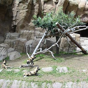 San Diego Zoo 2003 - African Wild Dog exhibit in Bear Canyon
