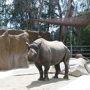 San Diego Zoo 2003 - Black Rhinoceros in Elephant Mesa