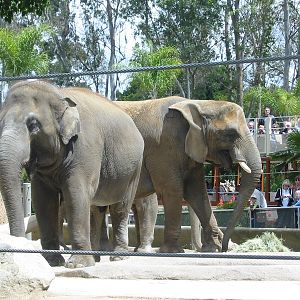 San Diego Zoo 2003 - African and Asiatic Elephants in Elephant Mesa