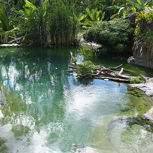 San Diego Zoo 2003 - Gharial exhibit in Reptile Mesa