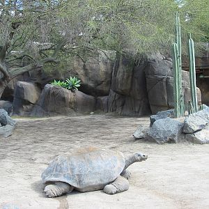 San Diego Zoo 2003 - Galapagos Tortoise exhibit in Reptile Mesa