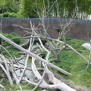 San Diego Zoo 2003 - Allens Swamp Monkey exhibit in Ituri Forest