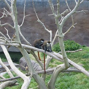 San Diego Zoo 2003 - Lesser-spotted Guenon in Ituri Forest