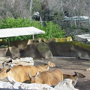 San Diego Zoo 2003 - Javan Banteng exhibit in Horn and Hoof Mesa