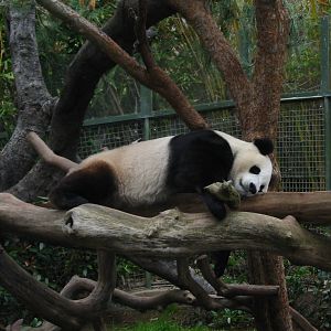 San Diego Zoo 2003 - Giant Panda