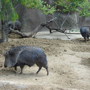 San Diego Zoo 2003 - Chacoan Peccary in Horn and Hoof Mesa