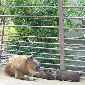San Diego Zoo 2003 - Sichuan Takin with two kids