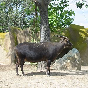 San Diego Zoo 2003 - Lowland Anoa in Horn and Hoof Mesa