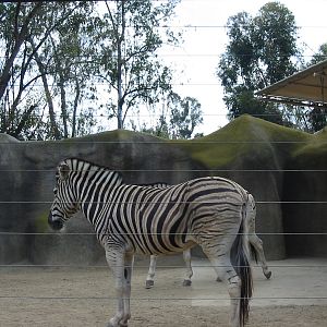 San Diego Zoo 2003 - Burchells Zebra in Horn and Hoof Mesa