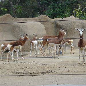 San Diego Zoo 2003 - Mhorr Gazelle group