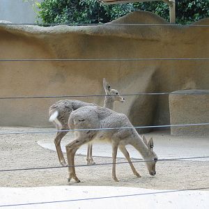 San Diego Zoo 2003 - Grey Rhebok in Horn and Hoof Mesa