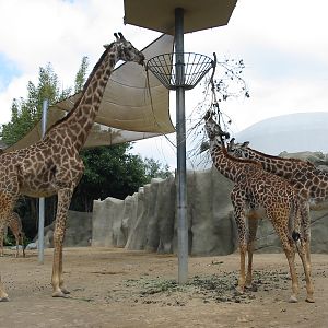 San Diego Zoo 2003 - Giraffe exhibit
