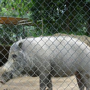 San Diego Zoo 2003 - Bornean Bearded Pig