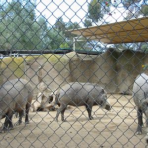 San Diego Zoo 2003 - Bornean Bearded Pigs