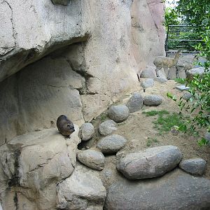 San Diego Zoo 2003 - Rock Hyrax exhibit