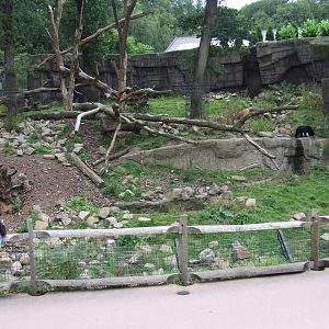 Malayan Sunbear & Binturong mixed exhibit photos