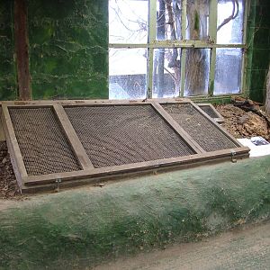 European Mole exhibit at the British Wildlife Centre 14/03/10