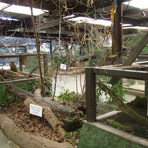 Least Weasel exhibit at the British Wildlife Centre 14/03/10
