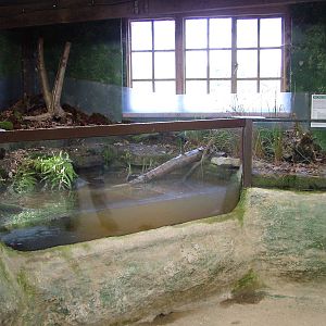 European Water Shrew exhibit at the British Wildlife Centre 14/03/10