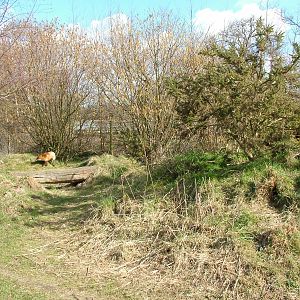 Red Fox outdoor exhibit at the British Wildlife Centre 14/03/10