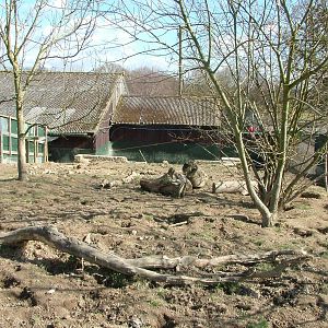 European Badger exhibit at the British Wildlife Centre 14/03/10