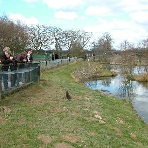 Otter pool at the British Wildlife Centre 14/03/10