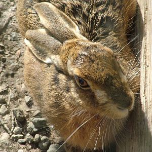 Brown Hare at the British Wildlife Centre 14/03/10
