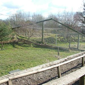Scottish Wildcat exhibits at the British Wildlife Centre 14/03/10