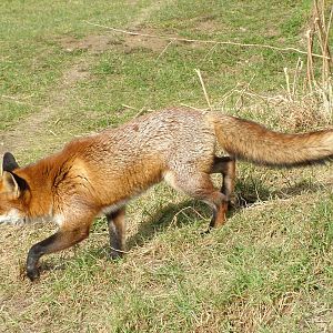 European Red Fox at the British Wildlife Centre 14/03/10