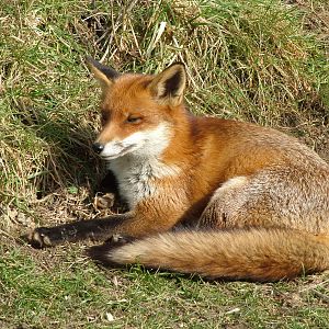 European Red Fox at the British Wildlife Centre 14/03/10
