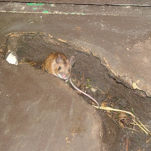 European Wood Mouse at the British Wildlife Centre 14/03/10