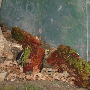 European Water Shrew at the British Wildlife Centre 14/03/10