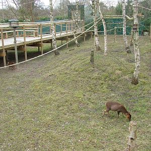 Red Squirrel walkthrough at the British Wildlife Centre 14/03/10